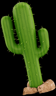 Cacto